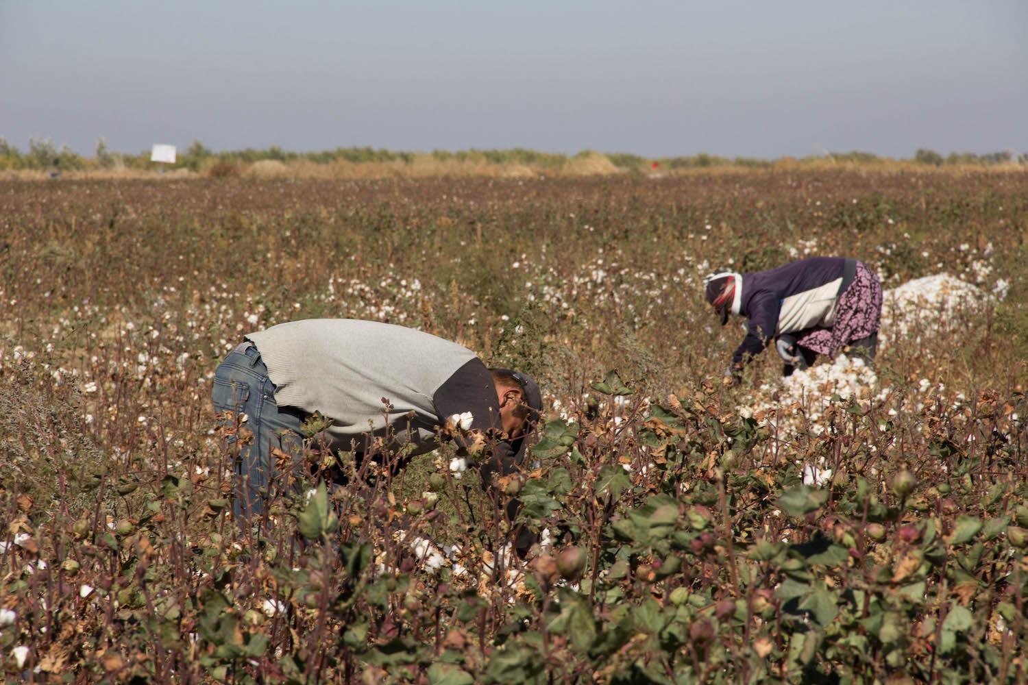 Uzbekistan's Journey to Better Cotton Production Continues